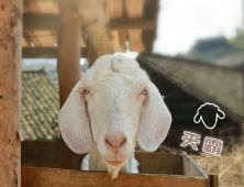 《向往的生活》天霸走了 何炅留言令人感動(dòng)