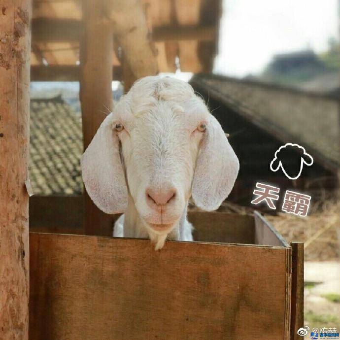 《向往的生活》天霸走了 何炅留言令人感動(dòng)